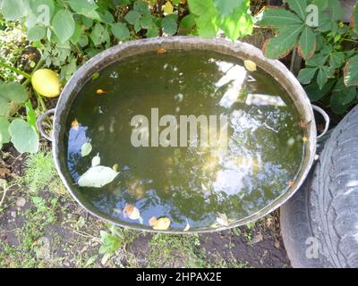 Water tank in the garden to collect rainwater, muddy water, floating leaves Stock Photo