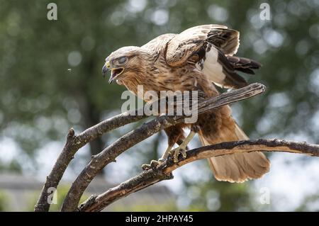 Closeup shot of a common buzzard on the blurry background Stock Photo