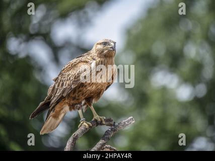 Closeup shot of a common buzzard on the blurry background Stock Photo