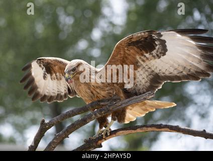 Closeup shot of a common buzzard on the blurry background Stock Photo