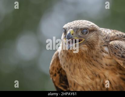 Closeup shot of a common buzzard on the blurry background Stock Photo