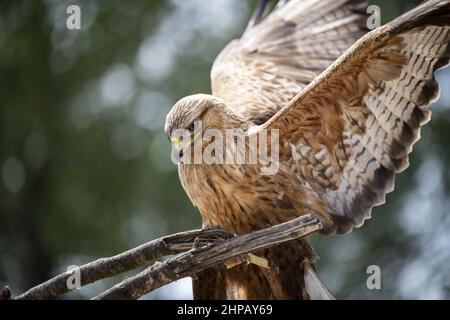 Closeup shot of a common buzzard on the blurry background Stock Photo