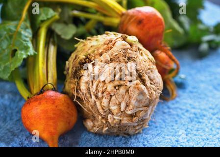 Bunch of vegetables - celery and beet with leaf on blue background. Stock Photo