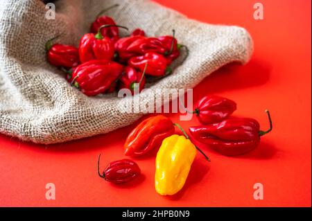 Pile of hot chilli pepper variety habanero, red paprika (one is yellow) on red background and jute fabric. Stock Photo