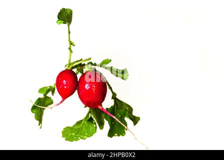 Two floating radishes with leaf isolated on white background. Stock Photo