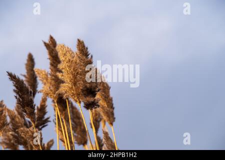 reed in the wind against blue grey cloudy sky Stock Photo