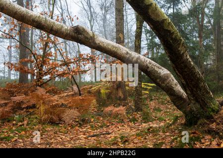 large silver birches growing with a slant in the lusatian mountains in hazy winter morning Stock Photo