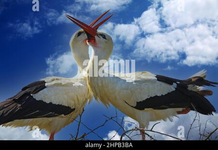 Closeup of isolated pair mating white storks with crossed red bleaks, heads and necks forming heart shape against blue sky Stock Photo