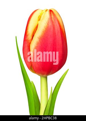 Tulip red yellow isolated against white background closeup Stock Photo