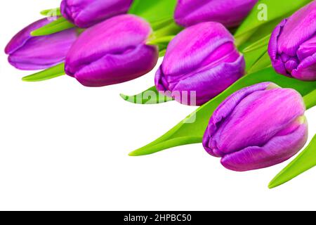 Purple tulips isolated against white background Stock Photo