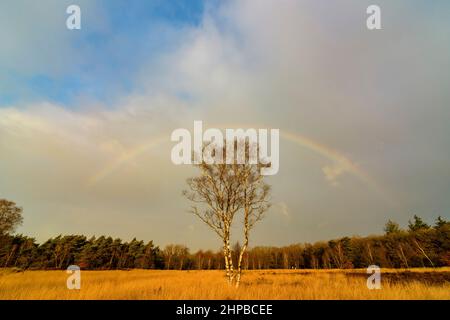 Rainbow over a field with a birch tree in the middle Stock Photo