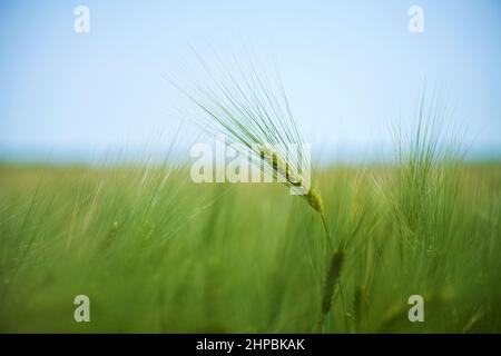 Barley grain is used for flour, barley bread, barley beer, some whiskeys, some vodkas, and animal fodder. Stock Photo