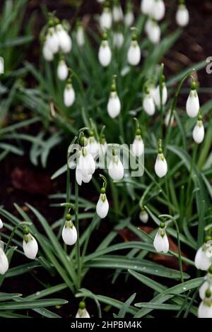 galanthus Pride O' The Mill,hybrid,hybrids,snowdrop,snowdrops,spring,flower,flowers,flowering,Garden,gardens,collectors snowdrop,galantophile,rare,RM Stock Photo