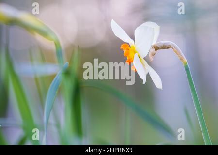 White daffodil, Poeticus daffodil, Narcissus poeticus Actaea, flower in springtime. Blurred, bokeh background. Stock Photo