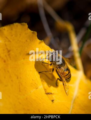 Wasp landed on yellow autumn leaf, close-up photo of wasp insect Stock Photo