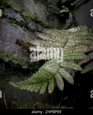 fern leaf against a brick wall Stock Photo