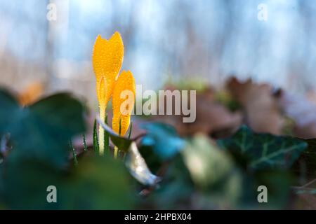 Sprouting crocus in spring garden - selective focus, copy space Stock Photo