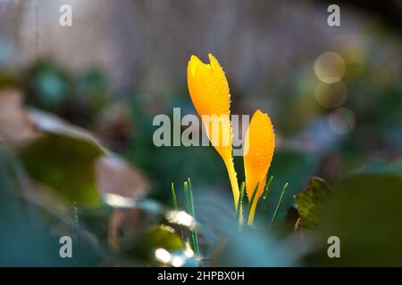 Sprouting crocus in spring garden - selective focus, copy space Stock Photo