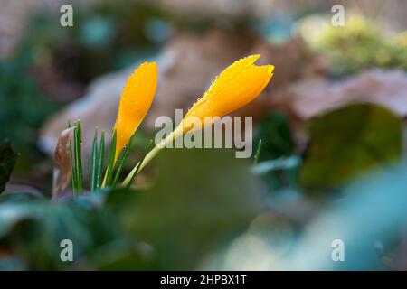 Sprouting crocus in spring garden - selective focus, copy space Stock Photo