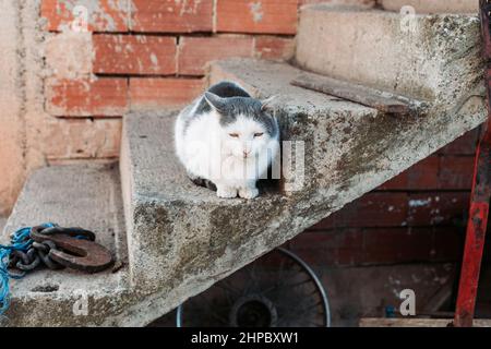 White gray cat sitting on the stairs of an village house, relaxing Stock Photo