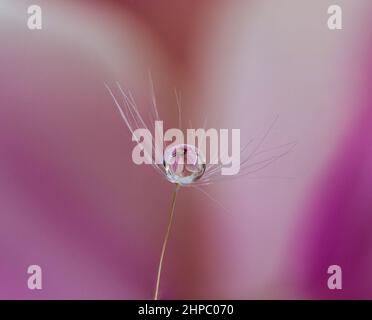 Grove hoverfly insect on flower animal macro photography Stock Photo