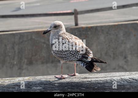 Close-up of a gull on the ground Stock Photo