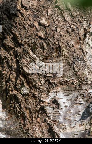 Bark of an old tree breaking away with nice looking shapes Stock Photo