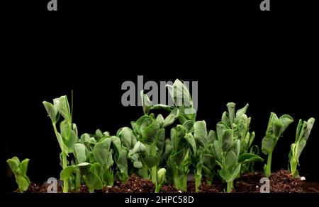 Sprouts germination newborn pea microgreen in black background. Stock Photo