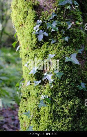 Close up of an Ivy (hedera helix) climbing up a moss covered tree Stock Photo