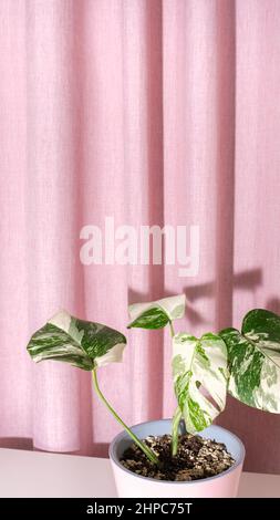 Trendy houseplant Monstera borsigiana albo variegated in pot on pink textured textile background, light and shadows. Rare and expensive plant. Air Stock Photo