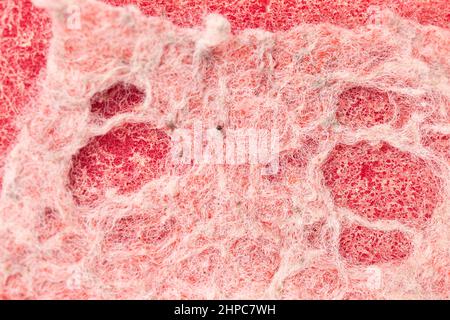 Old red sponge textured background. Foam rubber background. Stock Photo