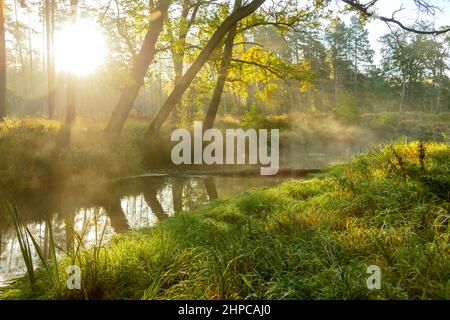 A small, lowland river that flows through the forest. It is autumn morning. Stock Photo