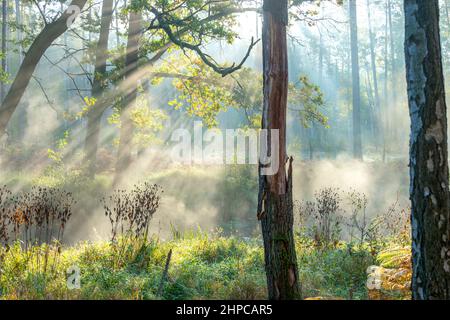 A small, lowland river that flows through the forest. It is autumn morning. Stock Photo