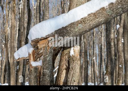Eben Junction, Michigan - A snow-covered tree that has snapped in the Rock River Canyon Wilderness of Hiawatha National Forest. Stock Photo