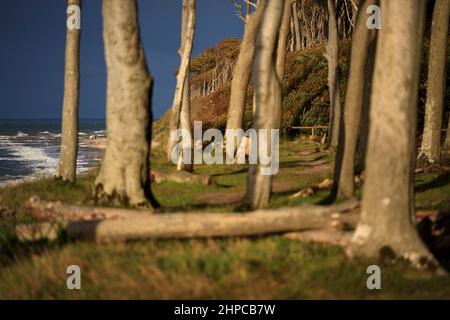 Spring Green forest, Baltic Sea, Sellin, large trees, beech, oak, Rostock Nienhagen Gespensterwald Stock Photo