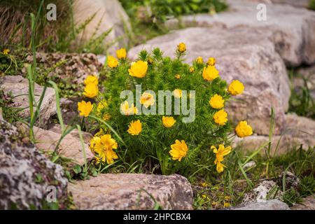 Spring first flowers. Flowering bush Adonis vernalis or pheasant's eye among the stones Stock Photo