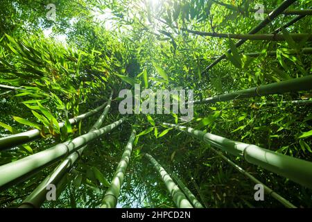 Green bamboo plants in morning sun light Stock Photo