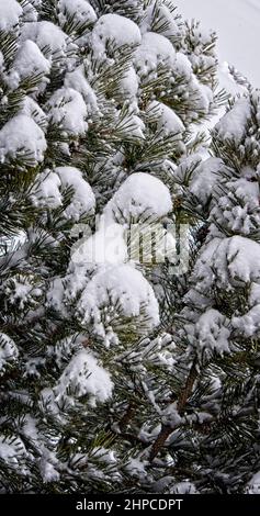 pine bushes Calgary Alberta Stock Photo