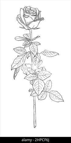 monochrome sketch of rose flower with leaves Stock Vector Image & Art ...