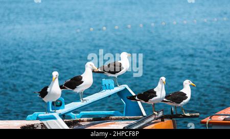 Seagulls standing in formation on the roof of a boat in a fishing bay. Stock Photo
