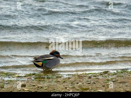 A lone male teal, anas crecca, stands in the shallows Stock Photo