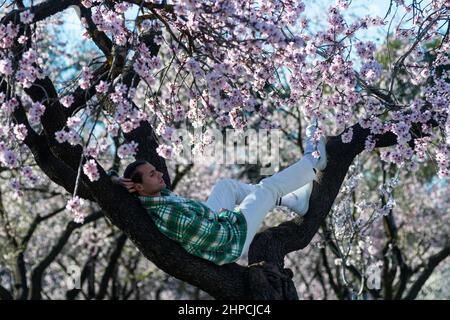 Madrid, Spain. 20th Feb, 2022. A man resting in the branch of an almond tree recently in bloom at Quinta de los Molinos Park. With more than 1500 almond trees, the park is very popular at the end of winter and the beginning of spring when they bloom. Credit: Marcos del Mazo/Alamy Live News Stock Photo