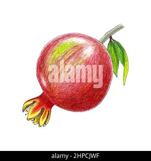 Pomegranate fruit sketch handmade pencil drawing, a piece with grains, a sprig of leaves. Isolated, on a white background. Vector illustration . Vector illustration Stock Vector