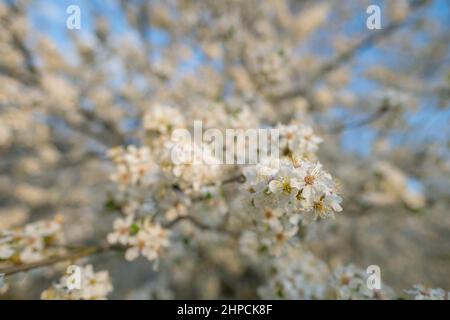 Blooming white sakura cherry blossom flowers close-up Stock Photo