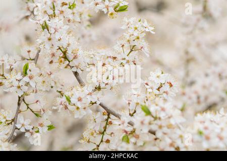 Blooming white sakura cherry blossom flowers close-up Stock Photo