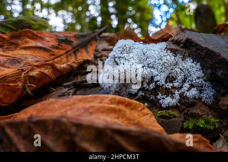 Coral slime (Ceratiomyxa fruticulosa), a type of slime mold on dead wood, UK Stock Photo