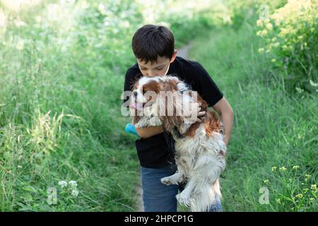 Little boy kissing favorite companion dog Cavalier King Charles spaniel friend together, trees, greenery, street. Close Stock Photo