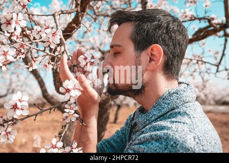 Young man smelling almond blossoms. Field of blooming trees. Spring is coming. Stock Photo