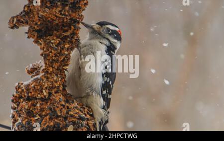 small downy woodpecker at feeder in winter Stock Photo