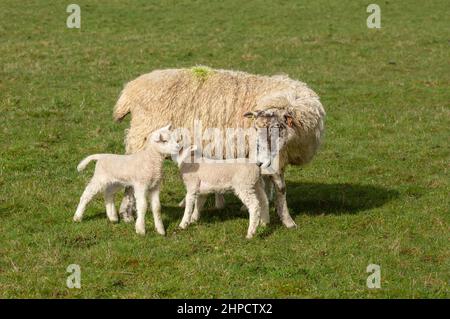 Swaledale mule ewe or female sheep in early Springtime with two newborn lambs.  Concept:  Caring mother. One lamb is suckling.  Copy space.  Landscape Stock Photo